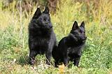 SCHIPPERKE 423